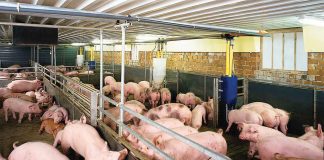 Long An: Kiểm tra, xử lý các trường hợp sử dụng chất cấm thuộc nhóm Beta-agonist trong chăn nuôi