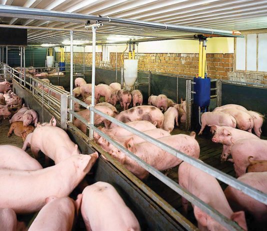 Long An: Kiểm tra, xử lý các trường hợp sử dụng chất cấm thuộc nhóm Beta-agonist trong chăn nuôi