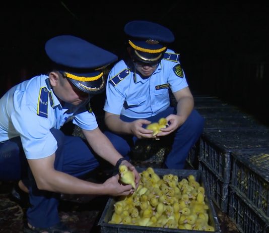 Phối hợp chấm dứt tình trạng nhập lậu gia súc, gia cầm, tôm hùm giống