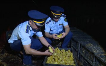 Phối hợp chấm dứt tình trạng nhập lậu gia súc, gia cầm, tôm hùm giống