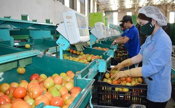 Phát triển sản xuất, chế biến nông sản gắn với an toàn thực phẩm