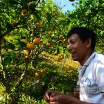 Anh nông dân trồng cam đặc sản theo phương pháp đặc biệt, khách nườm nượp kéo đến check-in