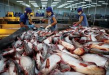 Công nhận hệ thống kiểm soát an toàn thực phẩm cá da trơn Việt Nam xuất khẩu sang Hoa Kỳ