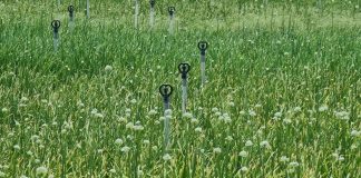 Nông dân huyện đảo Lý Sơn áp dụng tưới tiết kiệm