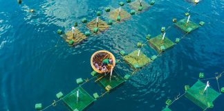 IoT trong nông nghiệp Việt Nam: Bước tiến và cách thức học hỏi từ láng giềng