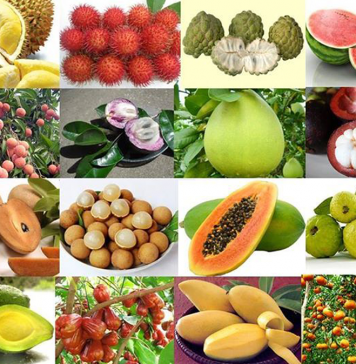 Hướng tới nông nghiệp hiện đại, bền vững