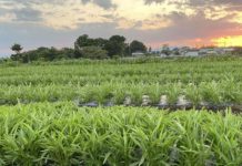 Người nước ngoài tại Nhật đầu tư nông nghiệp để đáp ứng nhu cầu tiêu dùng đa văn hóa