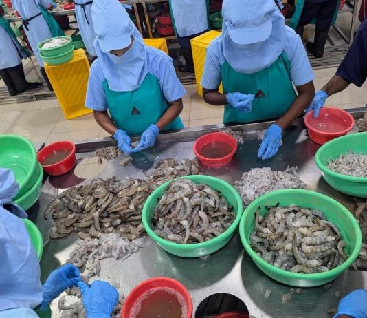 Nhà cung cấp tôm lớn nhất của Mỹ là Ấn Độ lao đao vì thuế, buộc phải tìm thị trường mới