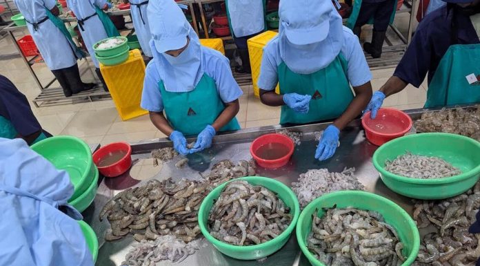 Nhà cung cấp tôm lớn nhất của Mỹ là Ấn Độ lao đao vì thuế, buộc phải tìm thị trường mới