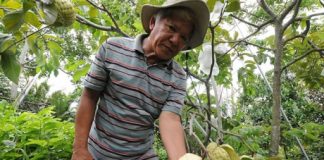 Bí quyết làm giàu: Nhân giống na hoàng hậu thu lãi khủng