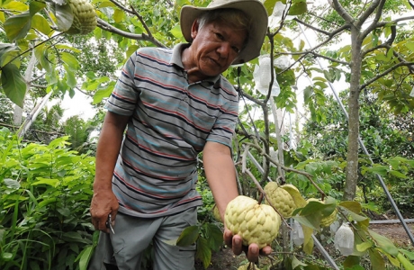 Bí quyết làm giàu: Nhân giống na hoàng hậu thu lãi khủng