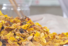 Nông dân làm giàu từ trà hoa vàng Ba Chẽ