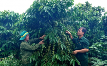 Từ cựu chiến binh đến “tỉ phú” nông nghiệp trên đất Ia Krêl