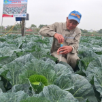 Bắp cải trồng theo kiểu Nhật Bản, nông dân không phải lo đầu ra
