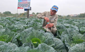 Bắp cải trồng theo kiểu Nhật Bản, nông dân không phải lo đầu ra