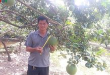 Nông dân Bến Tre làm giàu từ cây bưởi da xanh VietGAP