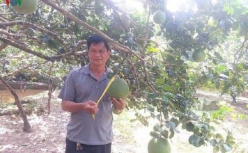 Nông dân Bến Tre làm giàu từ cây bưởi da xanh VietGAP