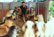 Chán chật vật tìm việc ở phố, kỹ sư về quê nuôi chó kiểng làm giàu