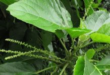 Lưu ý khi sử dụng cây lộc mại để tránh ngộ độc