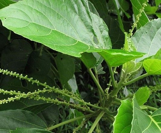 Lưu ý khi sử dụng cây lộc mại để tránh ngộ độc