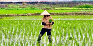 Hơn 74% diện tích vụ Đông Xuân đã đủ nước cho gieo cấy