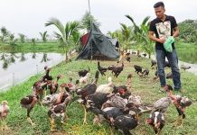 Thanh niên Hải Phòng vươn lên làm giàu