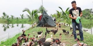 Thanh niên Hải Phòng vươn lên làm giàu