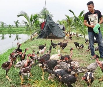Thanh niên Hải Phòng vươn lên làm giàu