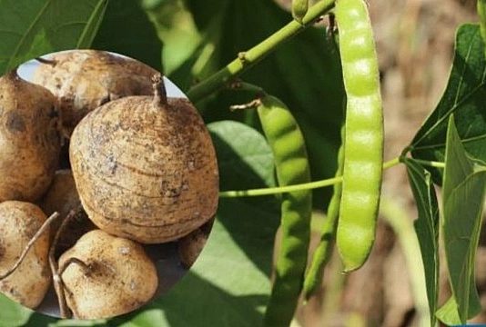 Thân, lá, hoa, quả của cây củ đậu đều chứa chất cực độc