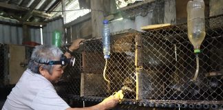 Người dân hé lộ cách nuôi động vật hoang dã quý hiếm để làm giàu