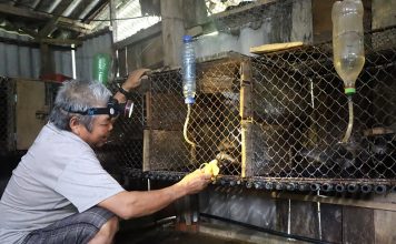 Người dân hé lộ cách nuôi động vật hoang dã quý hiếm để làm giàu