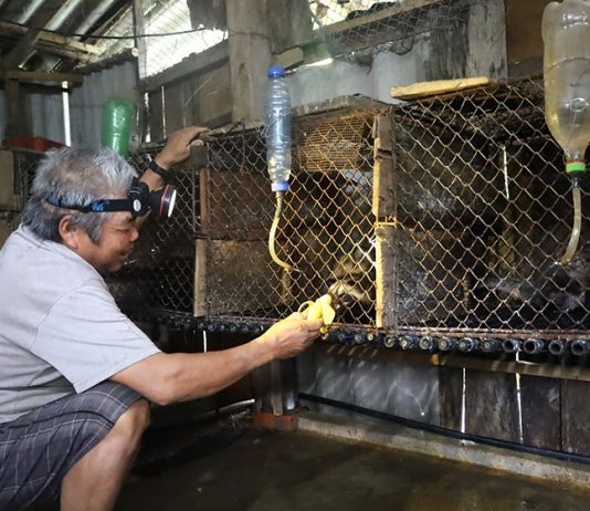 Người dân hé lộ cách nuôi động vật hoang dã quý hiếm để làm giàu