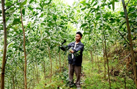 Muốn làm giàu, trồng rừng gỗ lớn