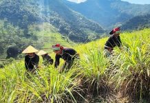 Những người làm giàu từ cây sả Java