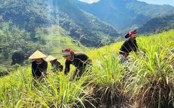 Những người làm giàu từ cây sả Java