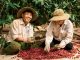 Xuất khẩu cà phê lập kỷ lục