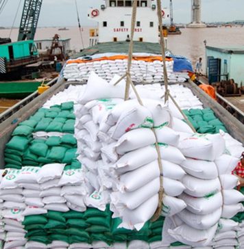 Nâng tỷ trọng gạo thơm trong xuất khẩu năm 2026