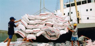 Tái cấu trúc để gạo Việt cất cánh trong năm 2026