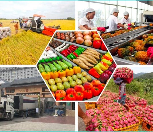 Xuất khẩu nông sản bứt phá ngay từ đầu năm 2026