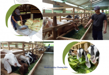 Nông dân Hà Tĩnh làm giàu từ mô hình nuôi dê Boer