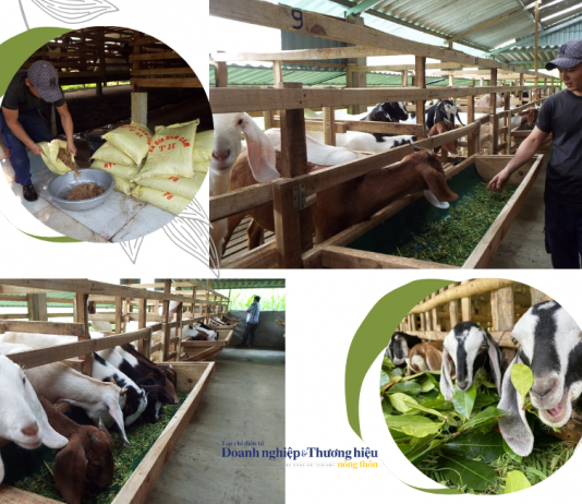 Nông dân Hà Tĩnh làm giàu từ mô hình nuôi dê Boer