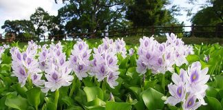 Thứ cây lênh đênh trên sông nước, xưa cho lợn ăn, nay xuất ngoại làm giàu cho nhà nông