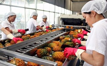 Phát triển sản xuất, chế biến nông sản gắn với an toàn thực phẩm