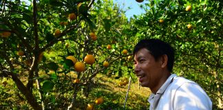 Anh nông dân trồng cam đặc sản theo phương pháp đặc biệt, khách nườm nượp kéo đến check-in