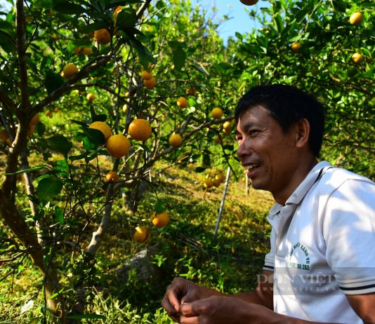 Anh nông dân trồng cam đặc sản theo phương pháp đặc biệt, khách nườm nượp kéo đến check-in