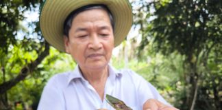 Bến Tre thả hơn 200 triệu ong ký sinh diệt sâu đầu đen