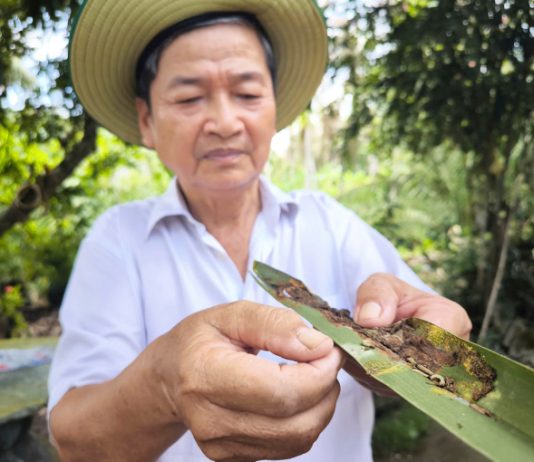Bến Tre thả hơn 200 triệu ong ký sinh diệt sâu đầu đen