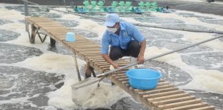 Nông nghiệp Bình Định chuyển mạnh sang sản xuất GAP, hữu cơ