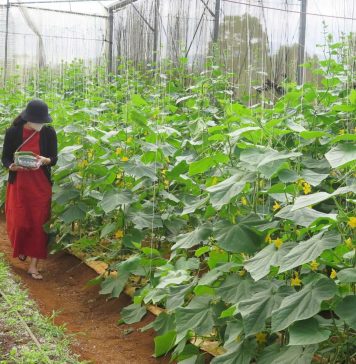 Nông dân Kon Tum hướng đến làm du lịch nông nghiệp