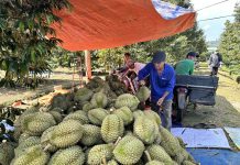 Phát triển kinh tế xanh phải gắn liền với chuyển đổi số